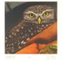 Athene noctua - 10x10 cm - €95