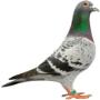 Westeinder Dierenartsenpraktijk
