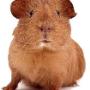Westeinder Dierenartsenpraktijk