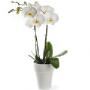 Bloembinderij Fleurtje