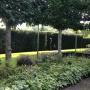 leibomen in uw tuin