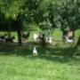 Hondenpension Het Oude Bos