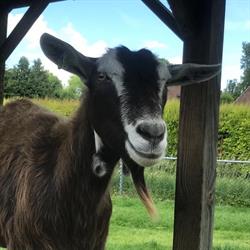 Stichting Kinderboerderij Zevenbergen
