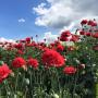 Papavers