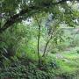Doorkijk tuin
