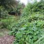 Doorkijk tuin met snipperpad