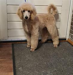 Beauty Dogs Hondentrimsalon