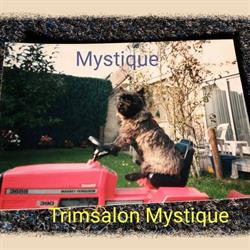 Mystique Katten en Hondentrimsalon