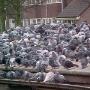Ongediertebestrijding Lindert D H te