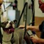 lasertherapie van een hond