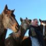 Marel G M vd Dierenarts