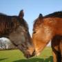 eldorado voor paarden