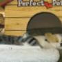 Dierenshop Sittard
