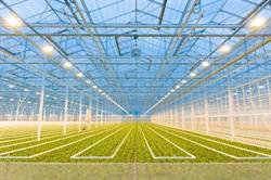 Plantenkwekerij Brabant Plant Bv