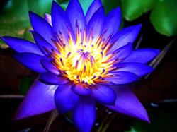 De Blauwe Lotus Zwolle