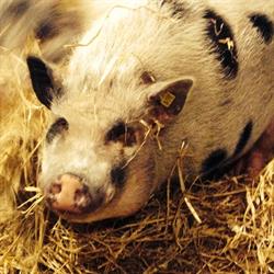 Kinderboerderij