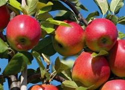 Hennissen Fruitbedrijf J