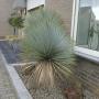 voortuin zonder onderhoud