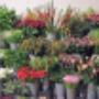 Door een bezoeker 13-04-2018 geüpload - bloemen dagvers