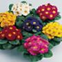 Primula"s