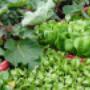 Biologische groenteplanten