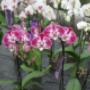 Orchideeën te kust en te keur