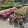 Grote collectie buitenplanten