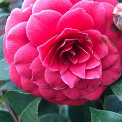 Van Horne tuin