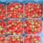 Pedro Gasseling Groente en Fruit