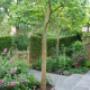Garden Service
