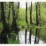 Theetuin De Roode Vennen VOF
