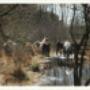 Theetuin De Roode Vennen VOF
