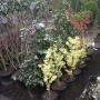 Joosten Tuincentrum Milheeze M P