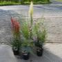 Joosten Tuincentrum Milheeze M P