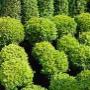 Joosten Tuincentrum Milheeze M P
