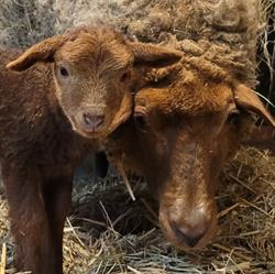 Kinderboerderij de Boezemvriend