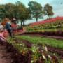 Greftenhoeve Blauwbessentuin De