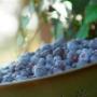 Greftenhoeve Blauwbessentuin De