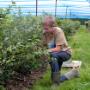 Greftenhoeve Blauwbessentuin De