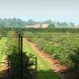Greftenhoeve Blauwbessentuin De
