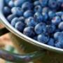 Greftenhoeve Blauwbessentuin De