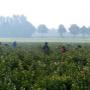 Greftenhoeve Blauwbessentuin De