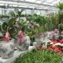 Bloemenhuis Drint