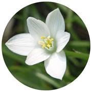 Star Remedies Bv