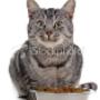 stock-photo-11359453-eating-ca