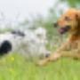 stock-photo-20476027-catch-me.
