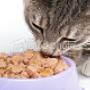 stock-photo-16801811-cat-eatin