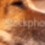 stock-photo-9598657-old-dog-re