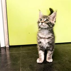 Gezelschapsdierenkliniek