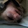 Dierenartsen Vroomshoop